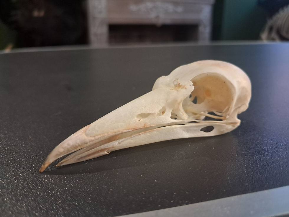 Miniature : Crâne de Cassican flûteur ; Gymnorhina Tibicen