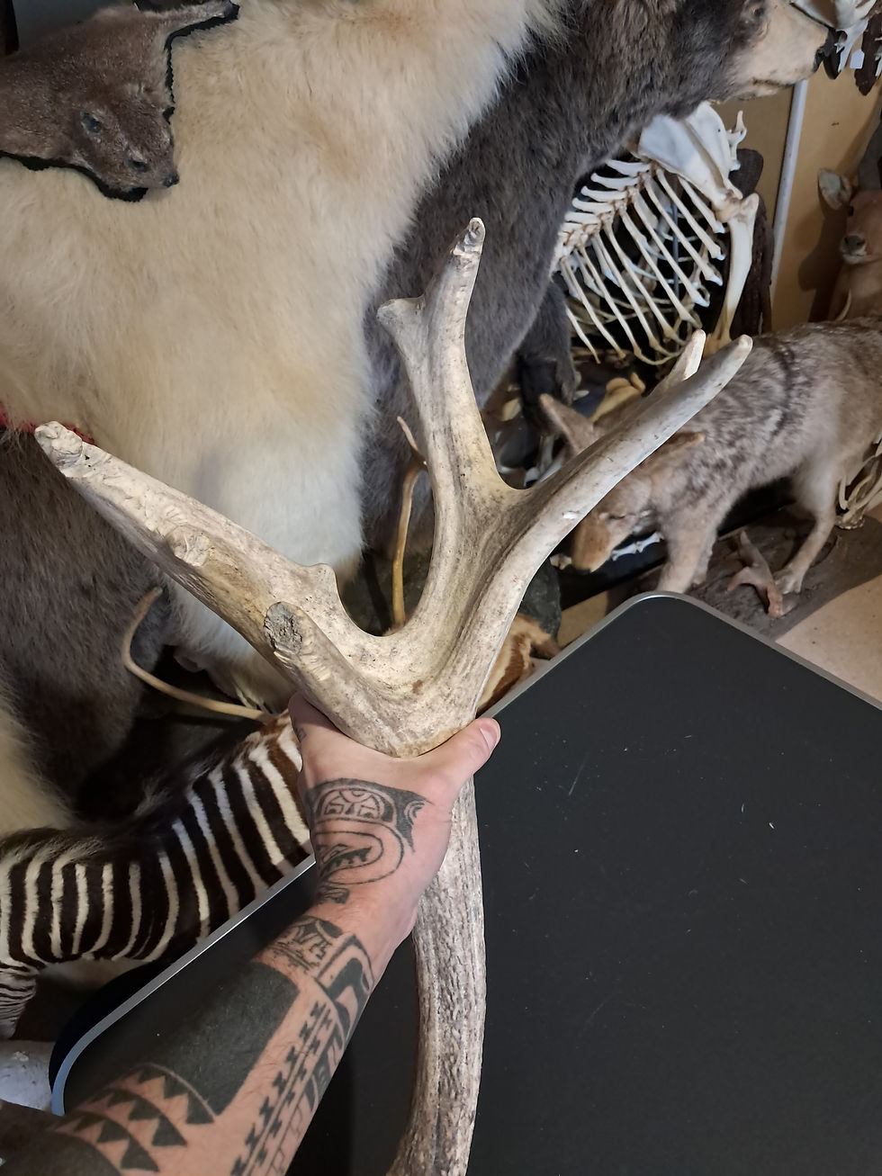 Thumbnail: Bois de cerf élaphe 11 pointes ; Cervus elaphus