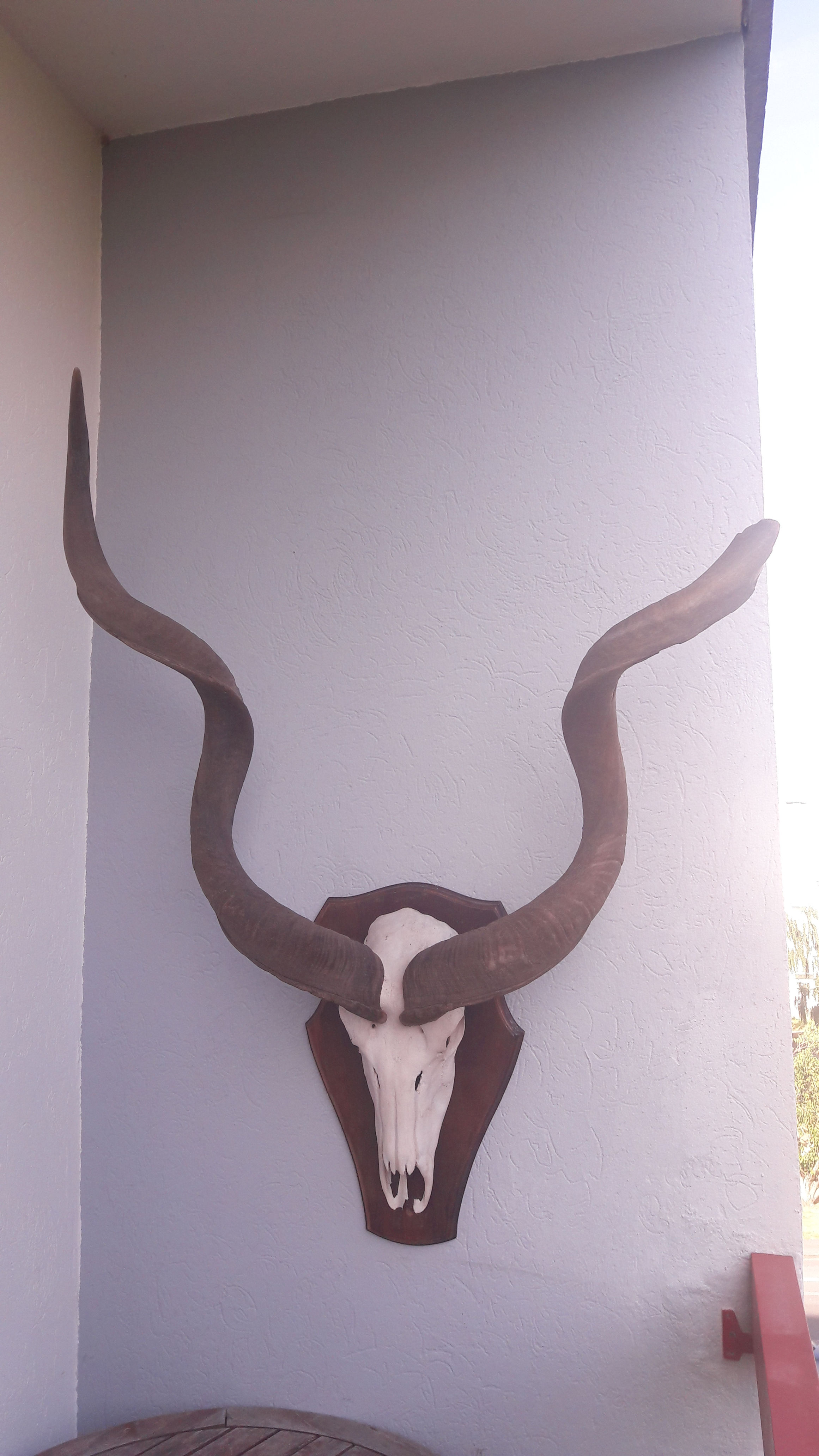 Trophée de Grand Kudu ; Tragelaphus strepsiceros