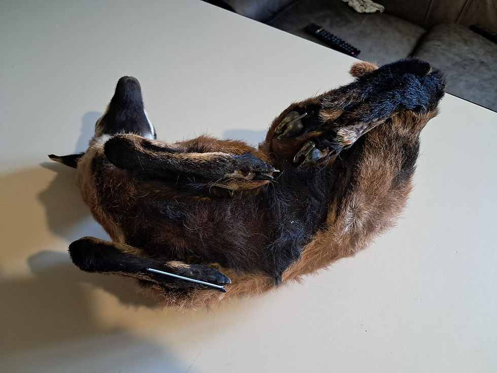 Thumbnail: Taxidermie de jeune mouton du Cameroun ; Djallonké