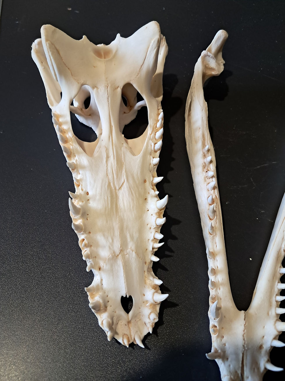 Miniature : Vrai crâne de crocodile du Nil ; 35 cm ; Crocodylus niloticus