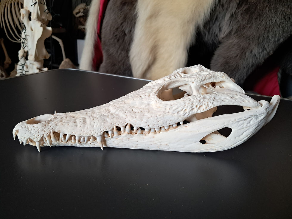 Miniatura: Vrai crâne de crocodile du Nil ; 33,5 cm ; Crocodylus niloticus