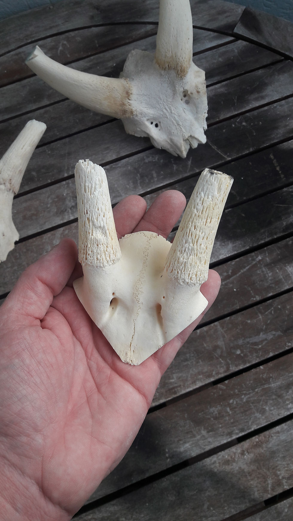 縮圖：Lot de 4 massacres ; bushbuck ; antilope ; springbok