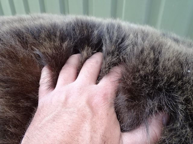 Miniaturbild: Taxidermie d' Ours noir ; Ursus americanus