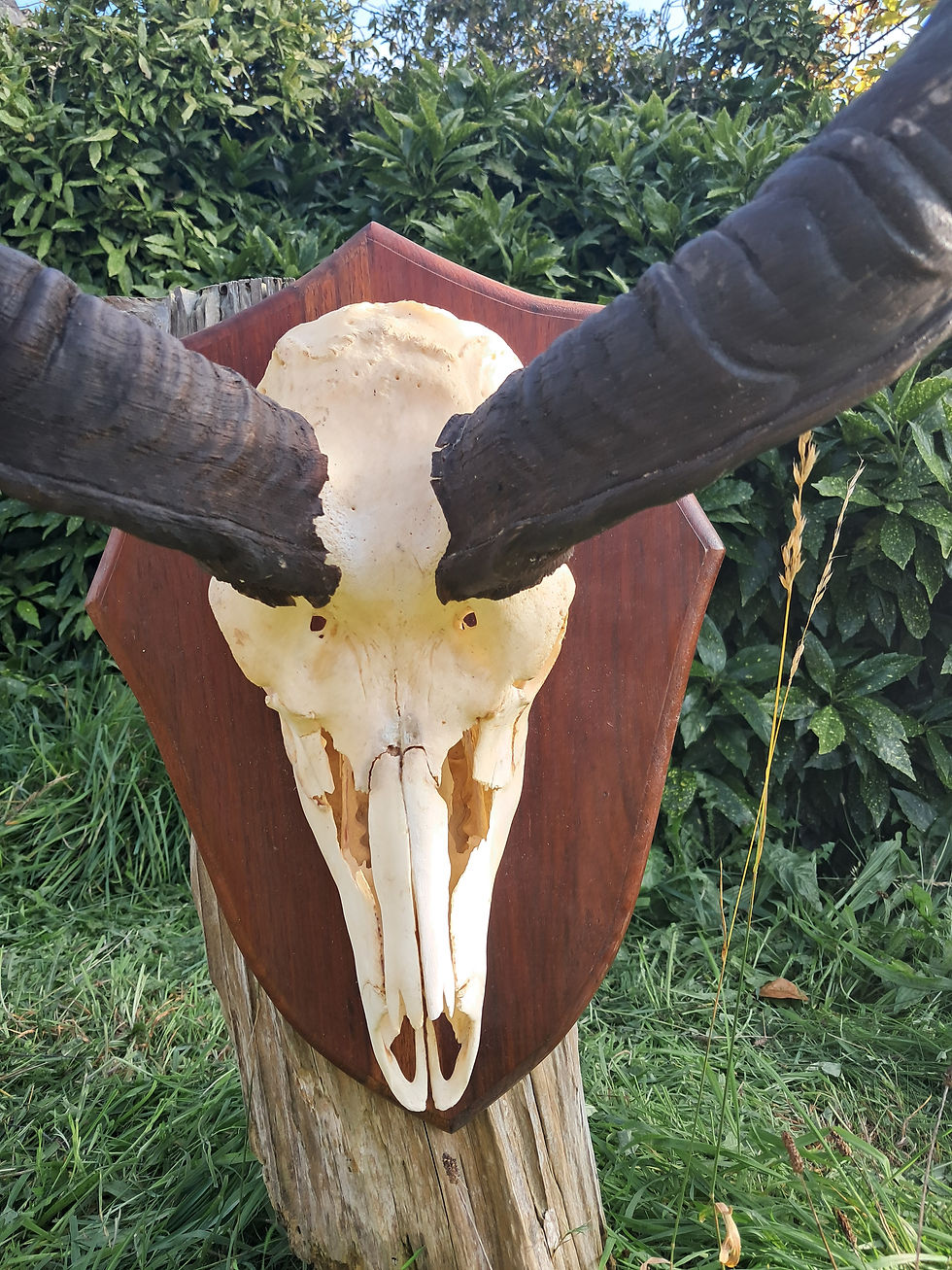 Miniatura: Trophée de Grand Kudu ; Tragelaphus strepsiceros