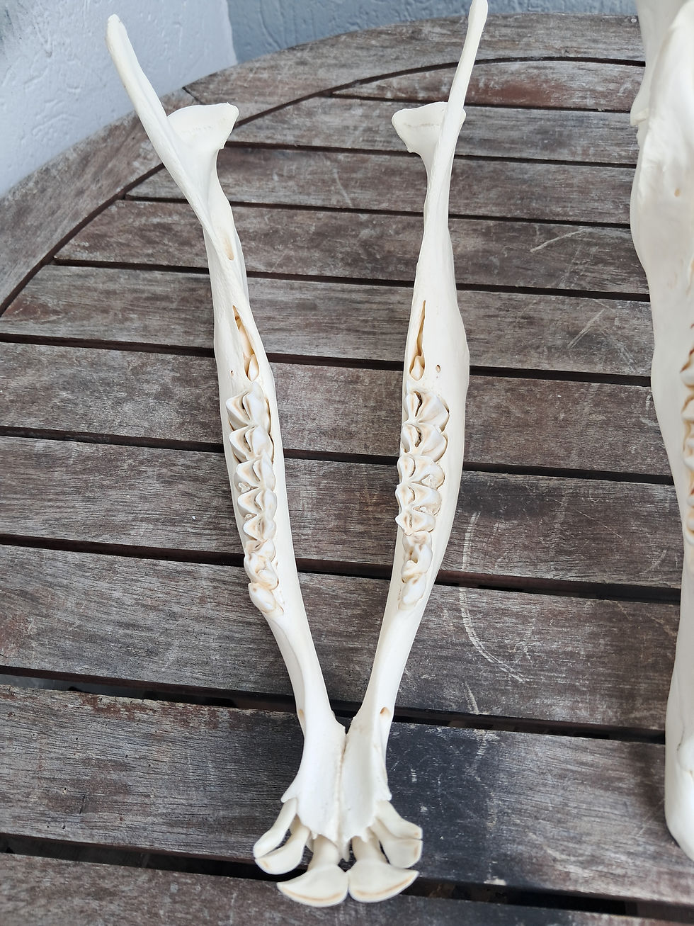 縮圖：Crâne d'Eland du Cap sub-adulte