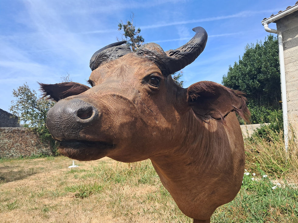 サムネイル： Taxidermie de buffle équinoxial ; Syncerus caffer aequinoctialis