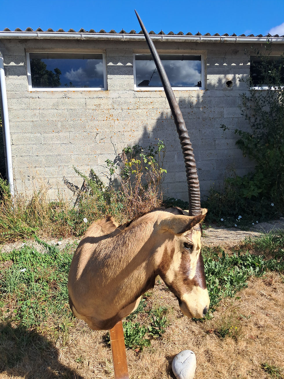 Miniatura: Taxidermie d' Oryx ; Oryx gazella