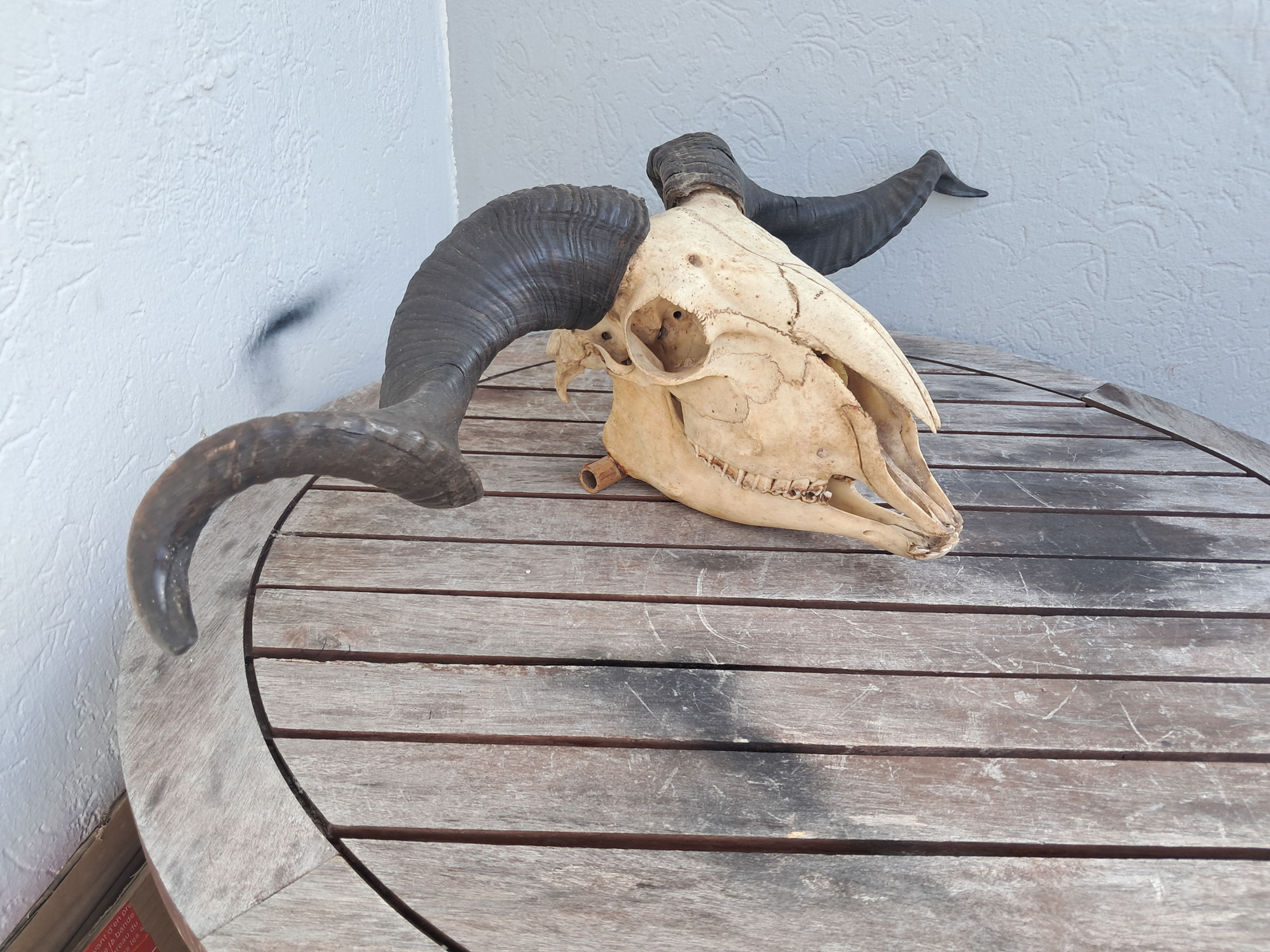 Crâne de bélier Arapawa avec mâchoire