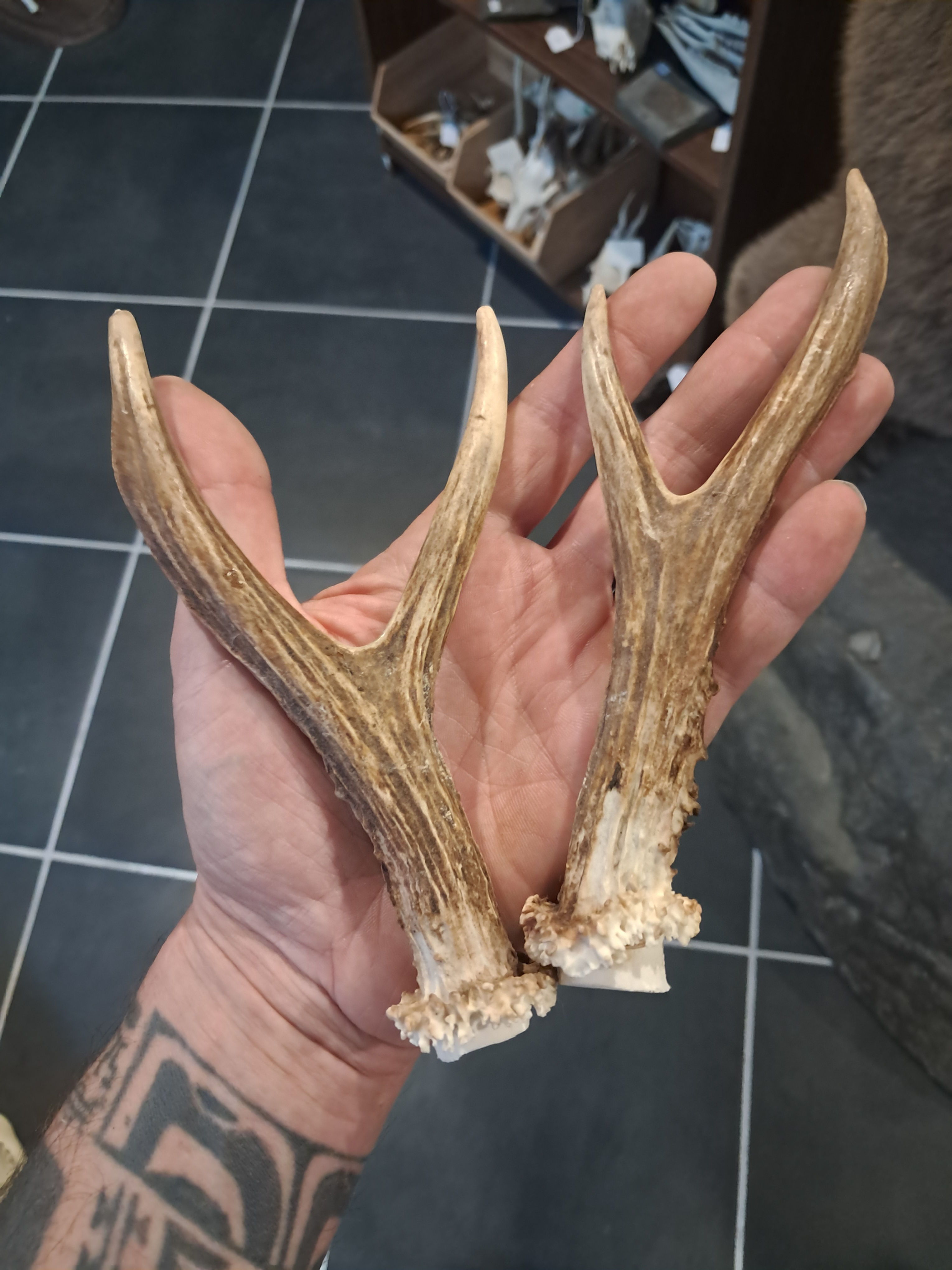 Paire de bois de chevreuil ; Capreolus capreolus #L112R(6)
