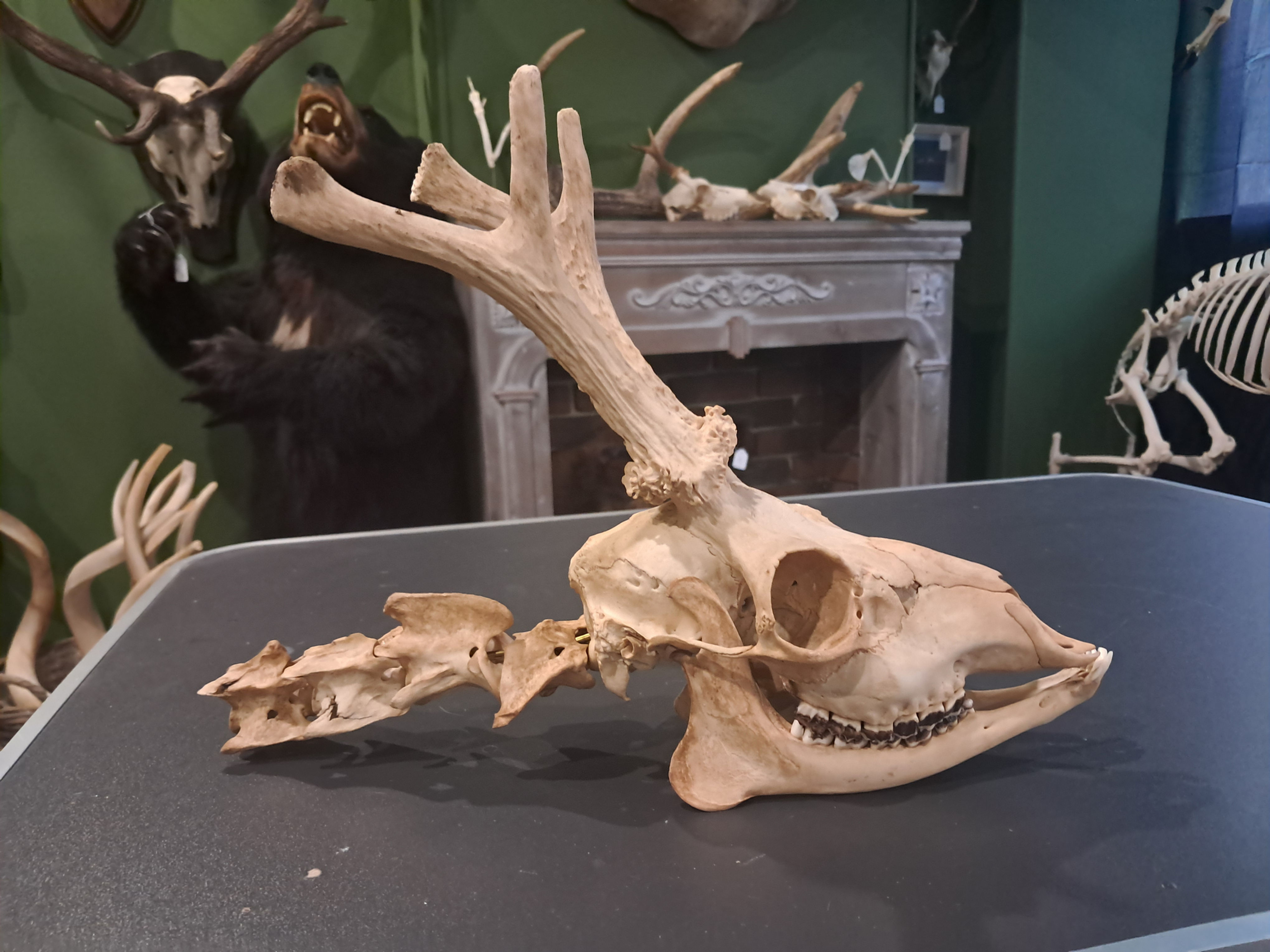 Crâne de chevreuil avec section de vertèbres cervicales