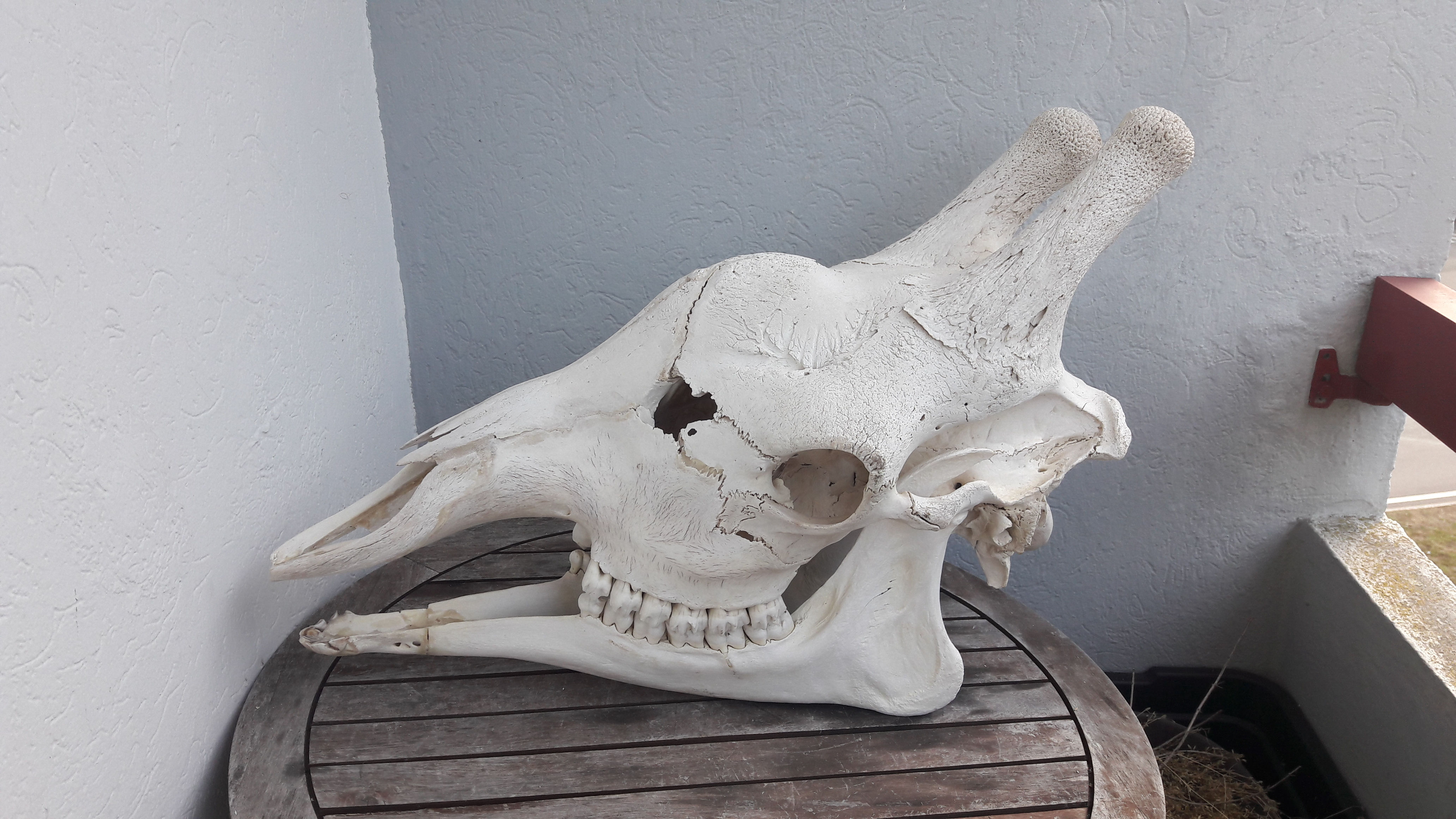 Crâne de girafe avec CITES ; Giraffa camelopardalis