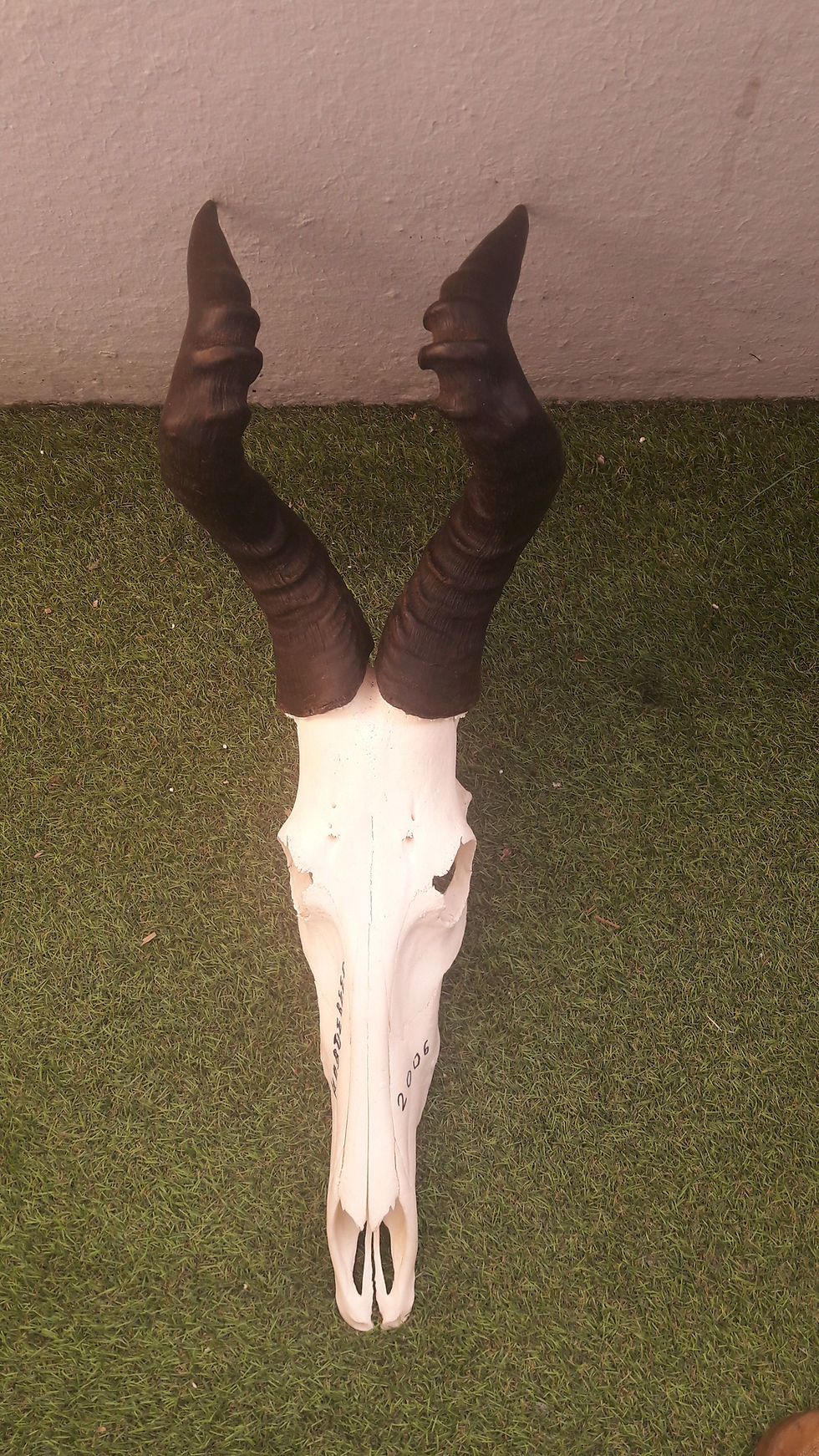 Crâne de Bubale avec pathologie ; Alcelaphus buselaphus