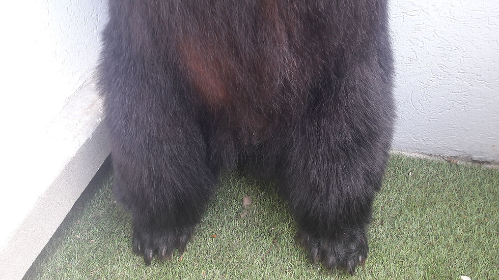 Miniature : Taxidermie d' Ours noir ; Ursus americanus
