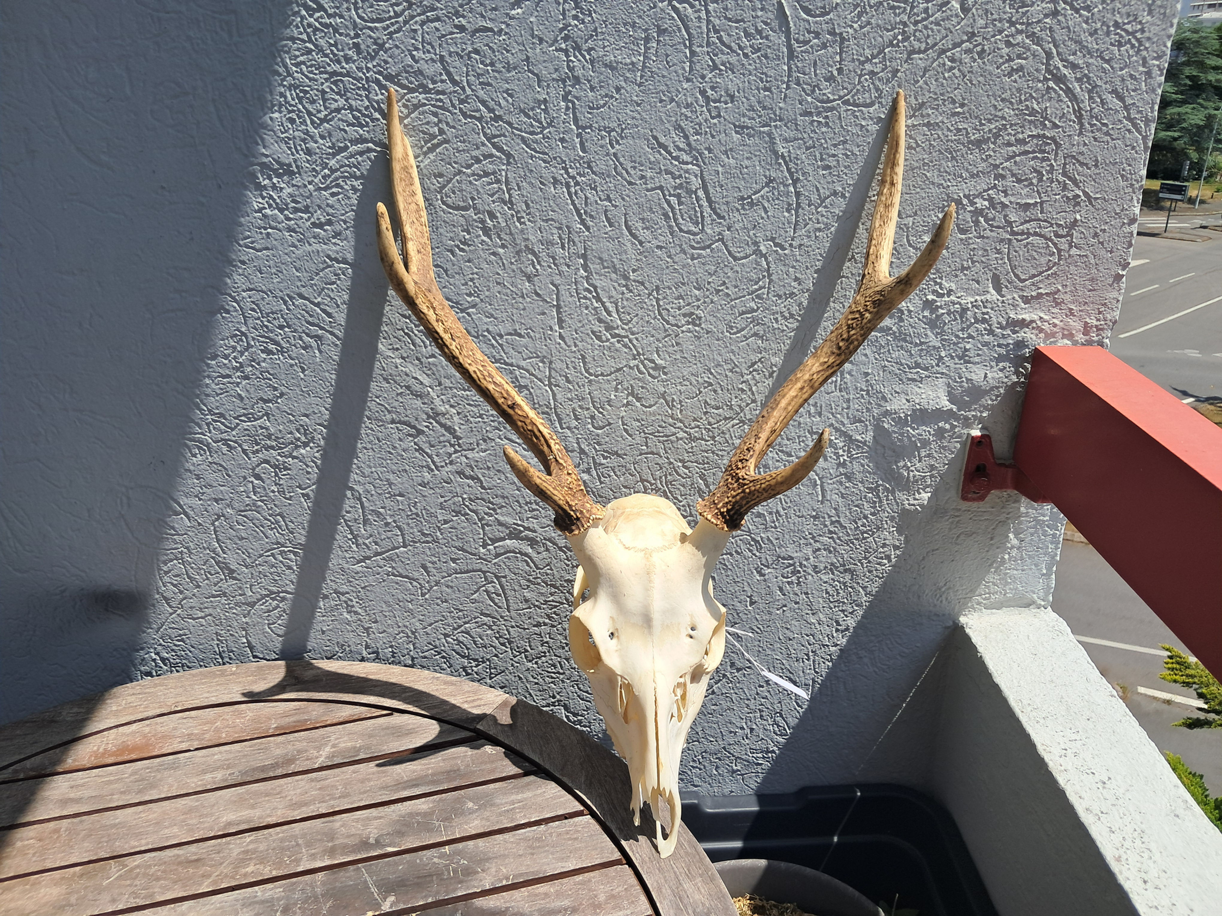 Crâne de cerf sika ; Cervus nippon #12