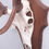 Miniatura: Trophée de cerf élaphe atypique