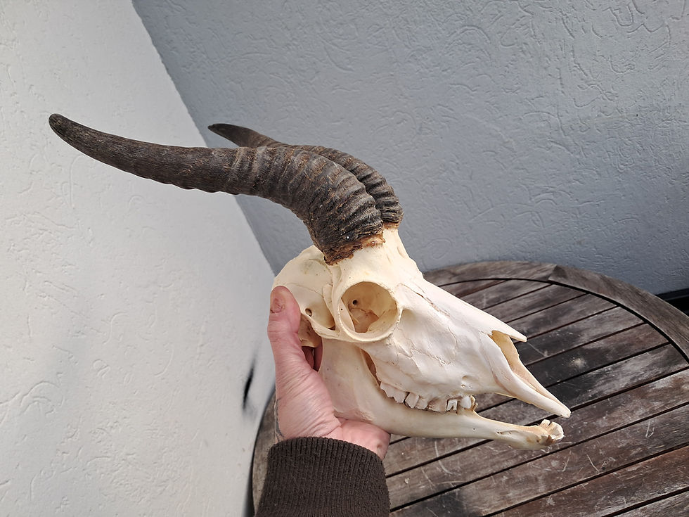 Miniatura: Crâne de Springbok ; Antidorcas marsupialis