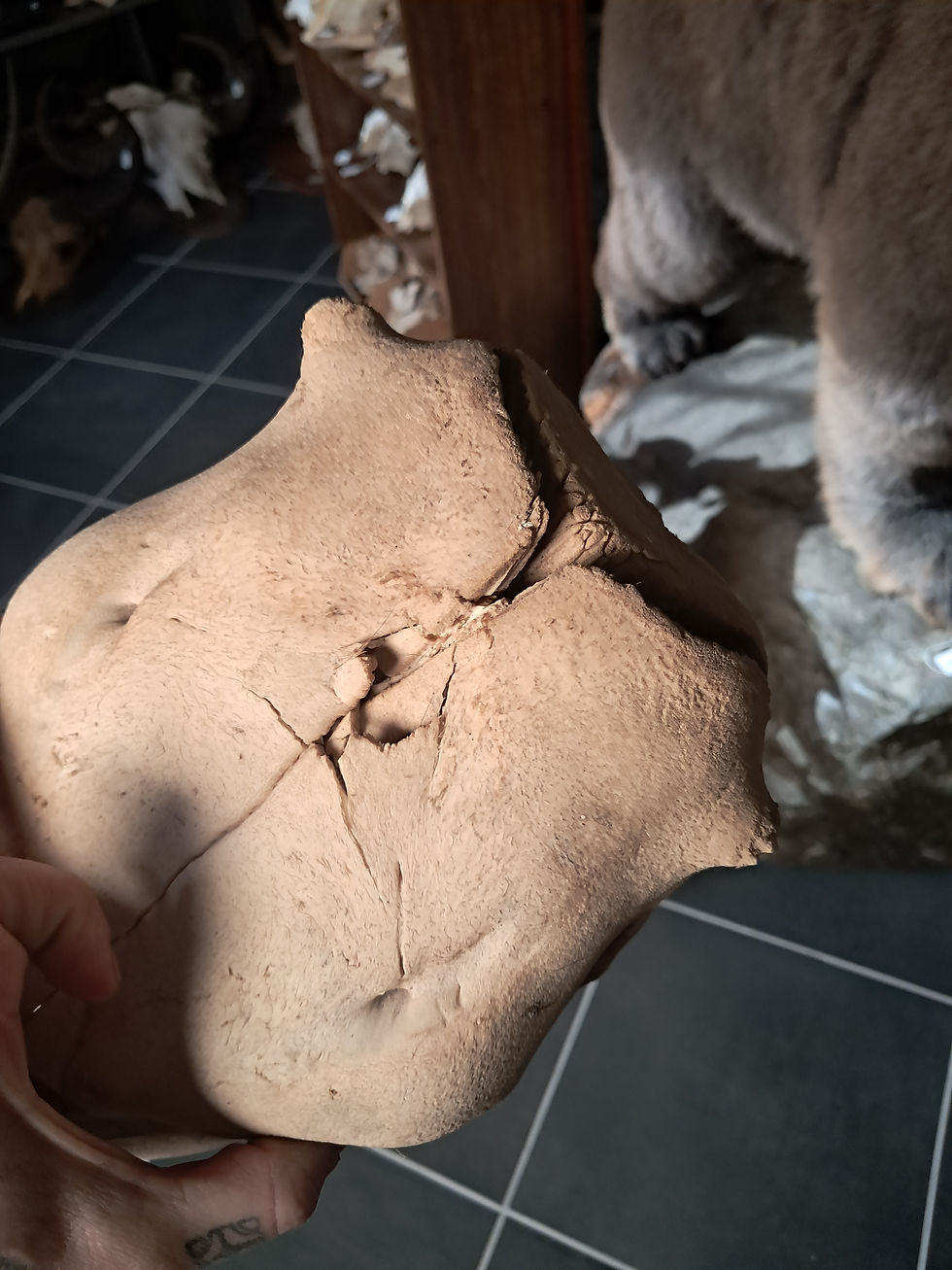 Miniaturbild: Crâne de vache sub-adulte ; Bos taurus