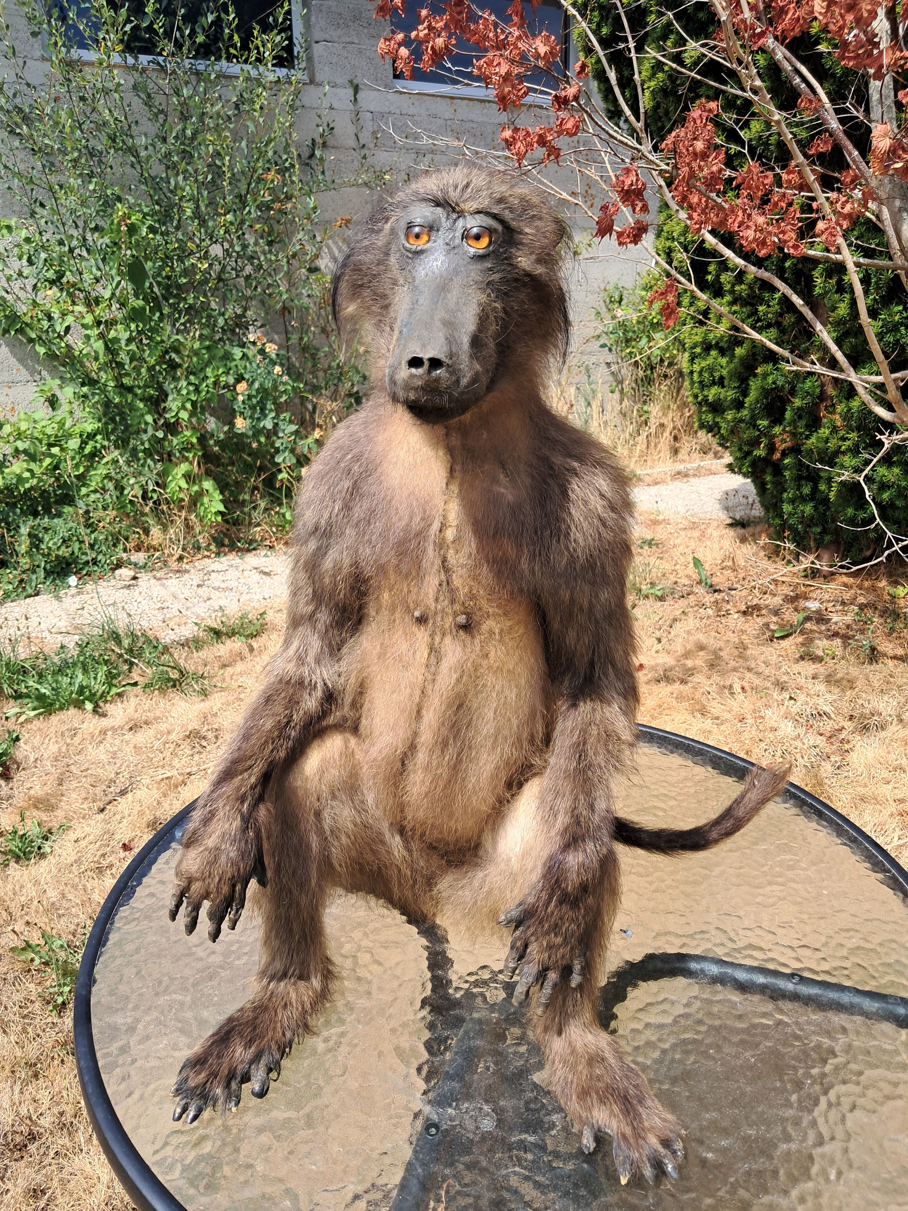Taxidermie de babouin Chacma femelle ; Papio ursinus