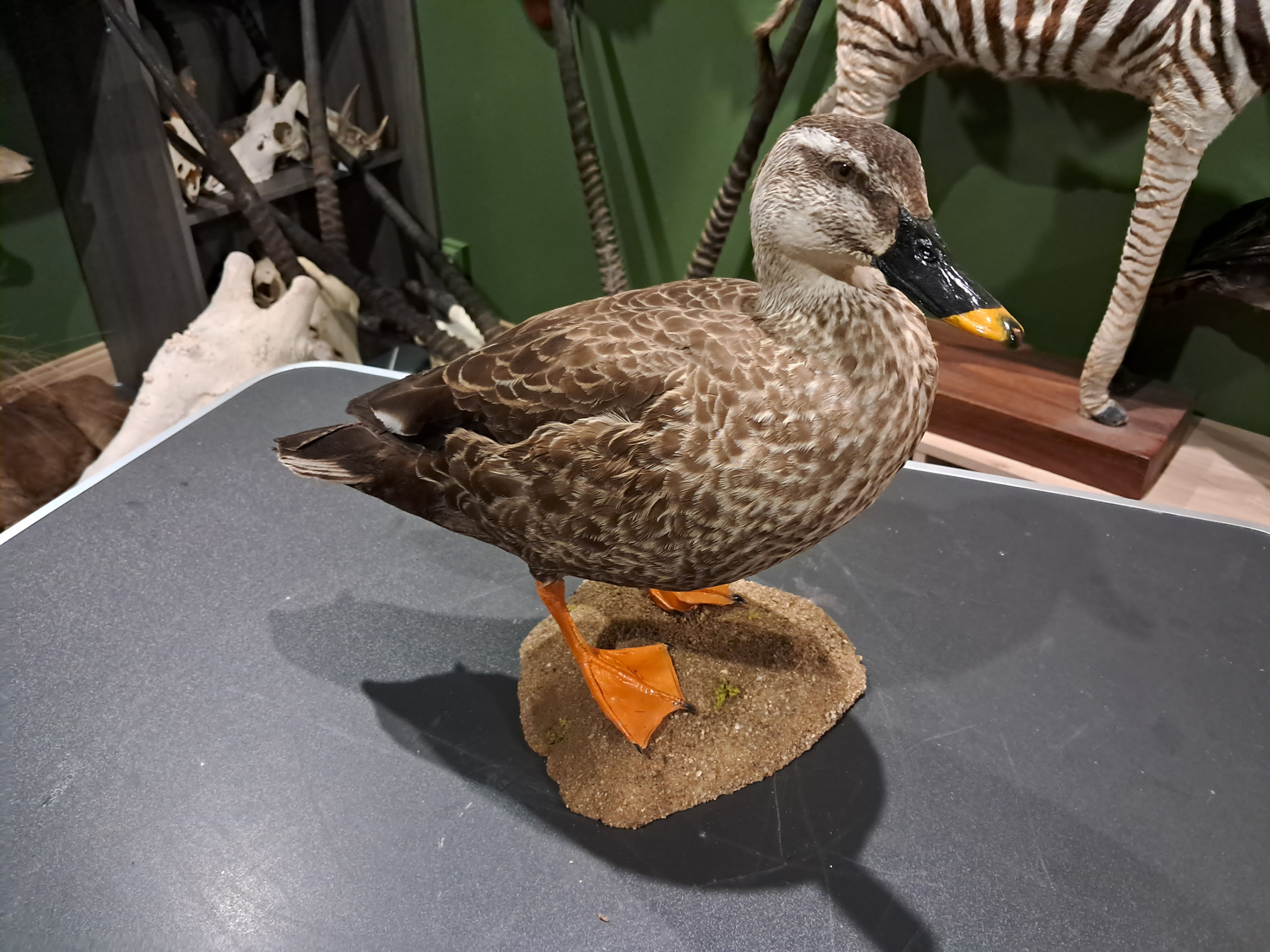 Taxidermie de Canard à bec tacheté (Anas poecilorhyncha)