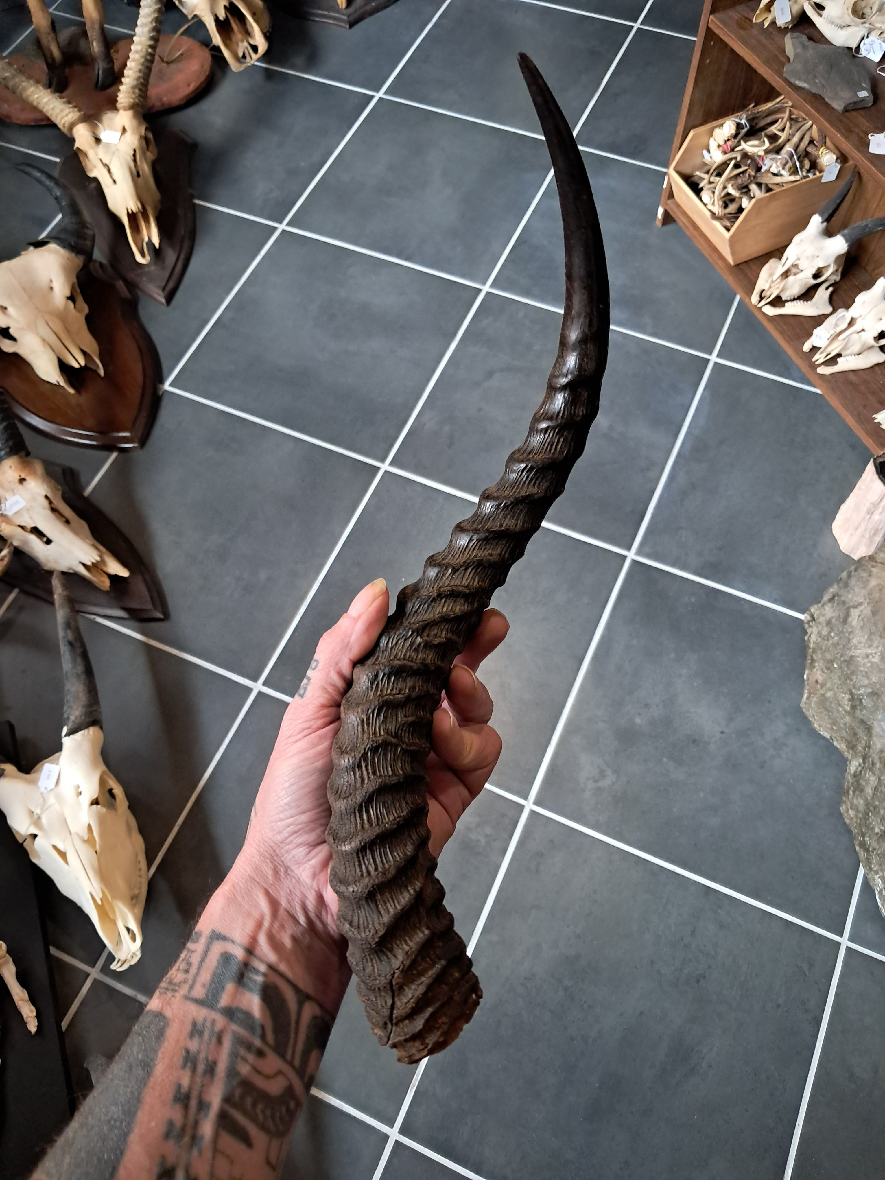 Corne d' Impala ; Aepyceros melampus