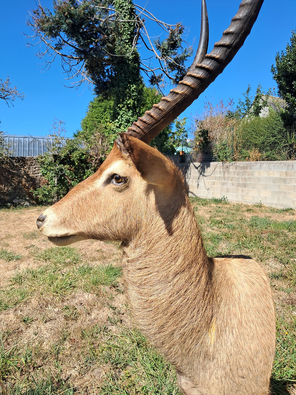 サムネイル： Taxidermie de Cobe Defassa ; Waterbuck ; Kobus ellipsiprymnus