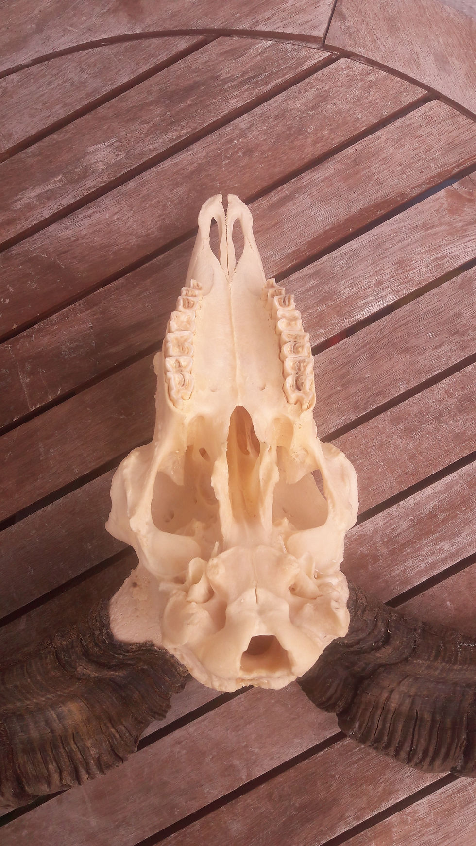 Miniaturbild: Crâne de Racka