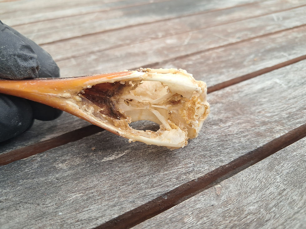 Miniature : Crâne de Calao couronné ; Lophoceros alboterminatus #3