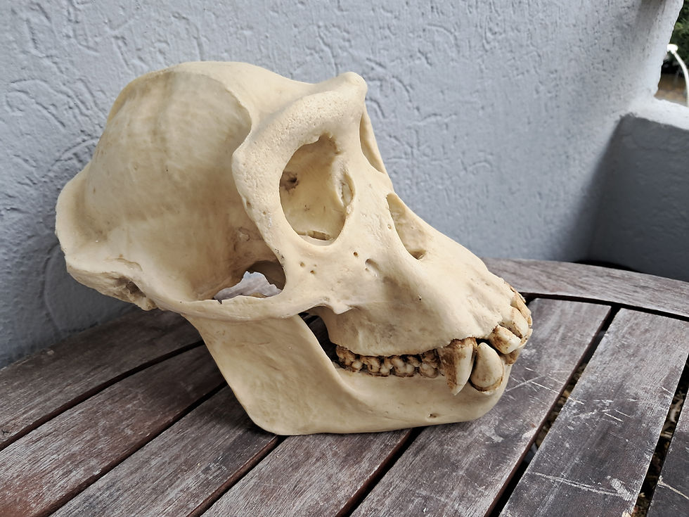 サムネイル： Réplique de crâne de chimpanzé