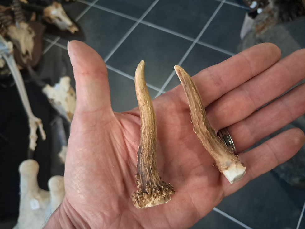 Miniature : Paire de bois de chevreuil ; Capreolus capreolus #L112R(2)