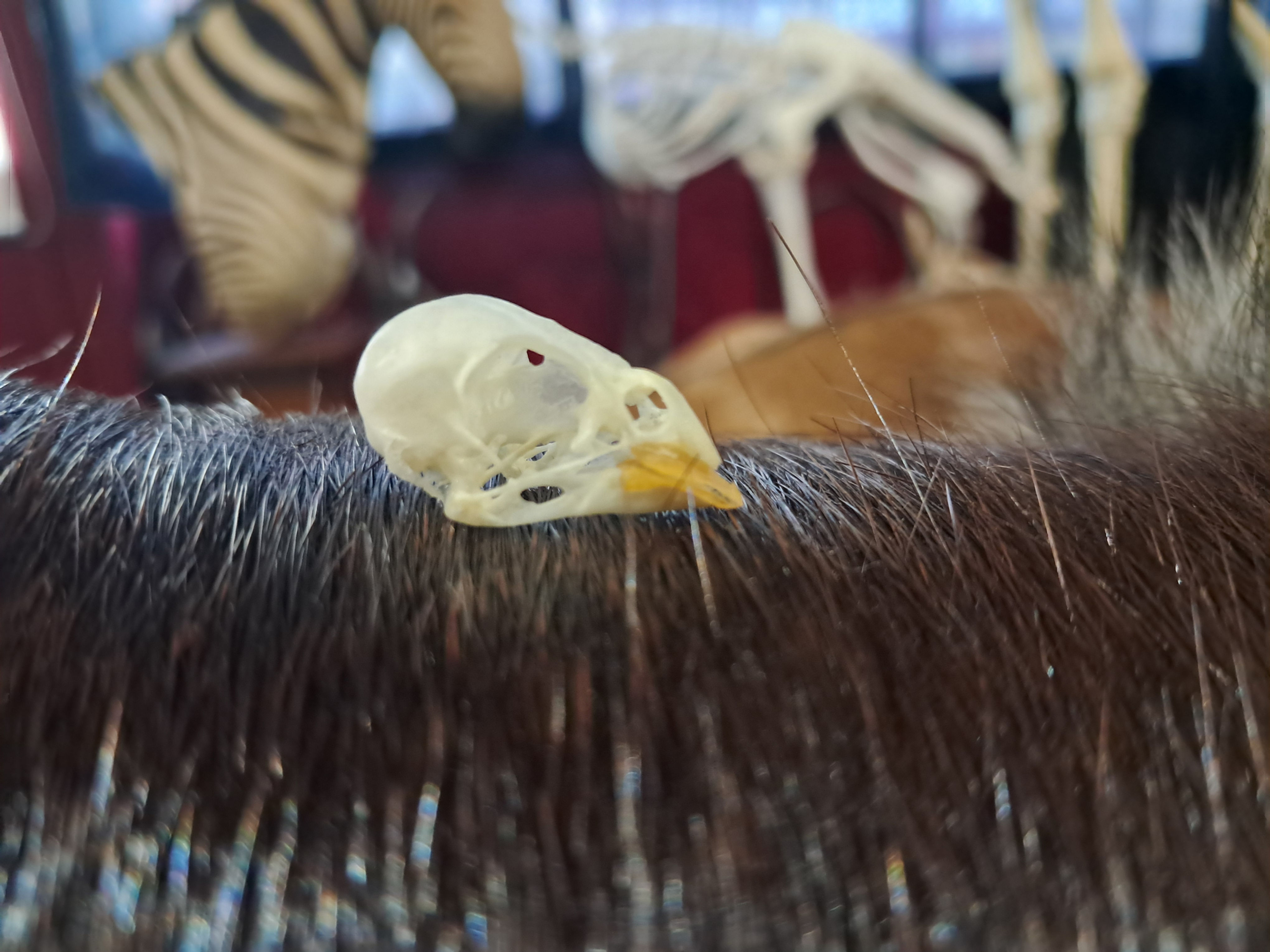 Crâne de canari ; Serinus canaria domestica