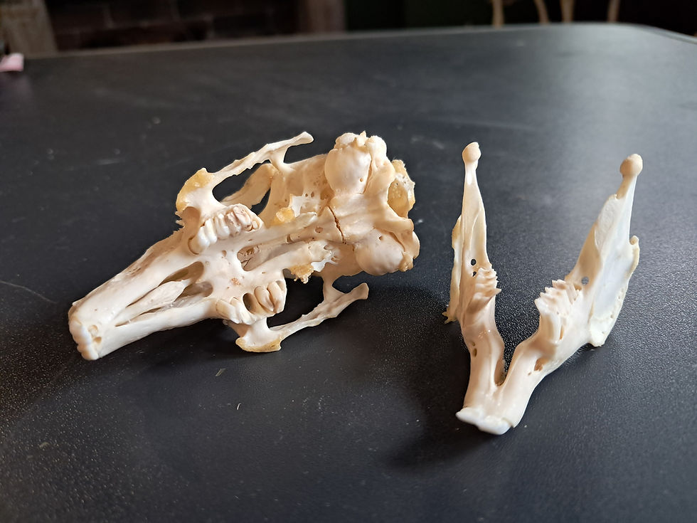 縮圖：Crâne de lapin