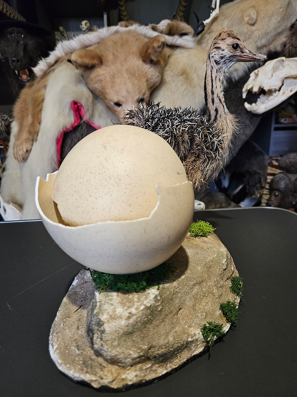 サムネイル： Taxidermie d'autruchon avec son œuf