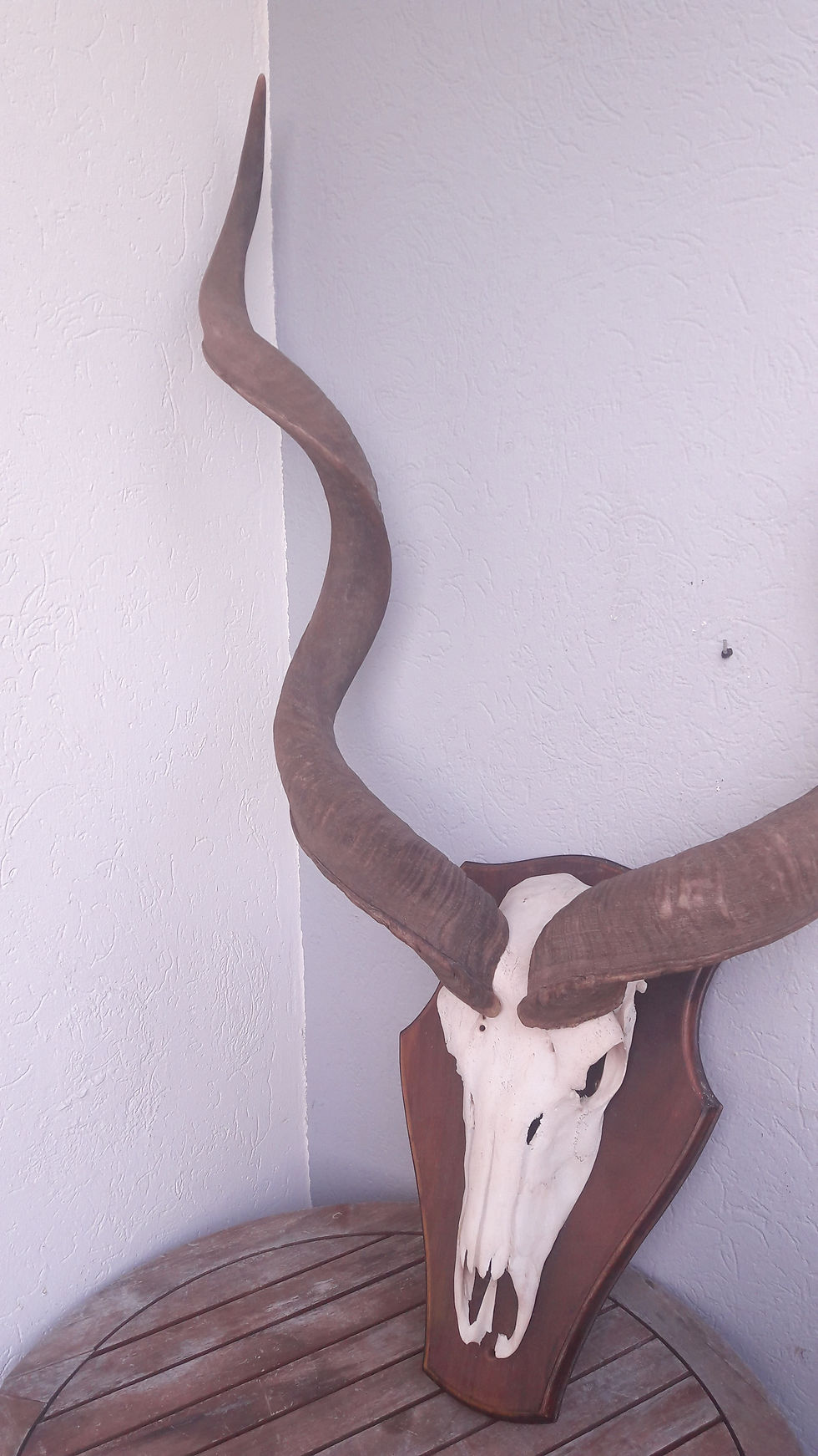 Miniaturbild: Trophée de Grand Kudu ; Tragelaphus strepsiceros