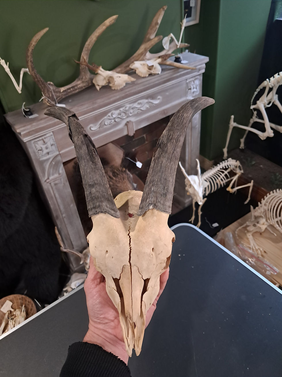 Miniature : Crâne de chèvre ; Capra hircus
