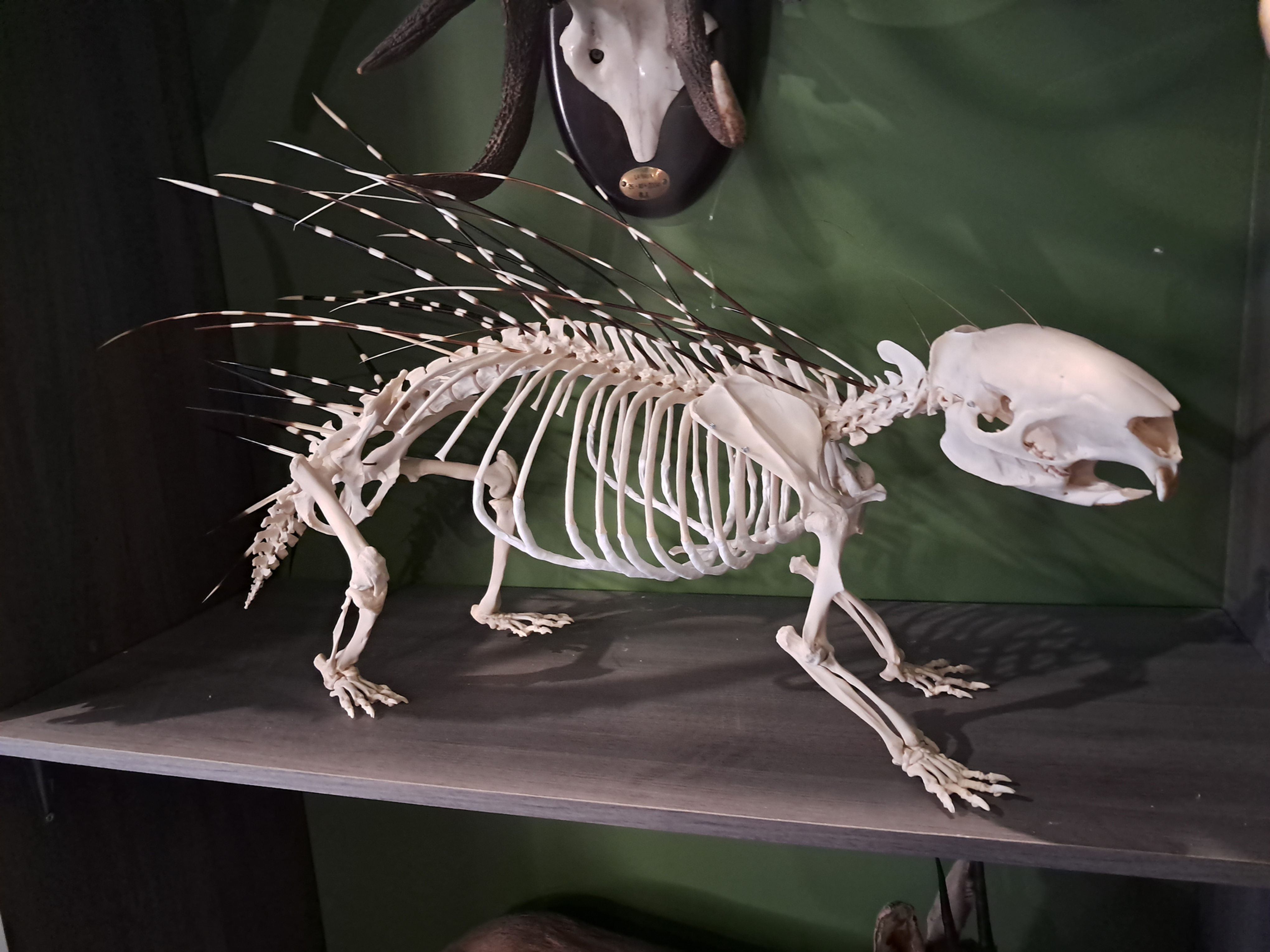 Squelette de Porc épic Africain ; Hystrix cristata