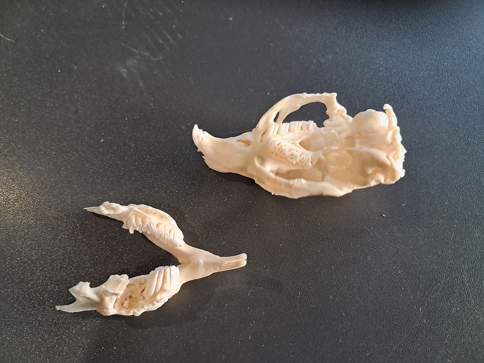 Miniature : Crâne de cochon d'Inde avec gros abcès dentaire