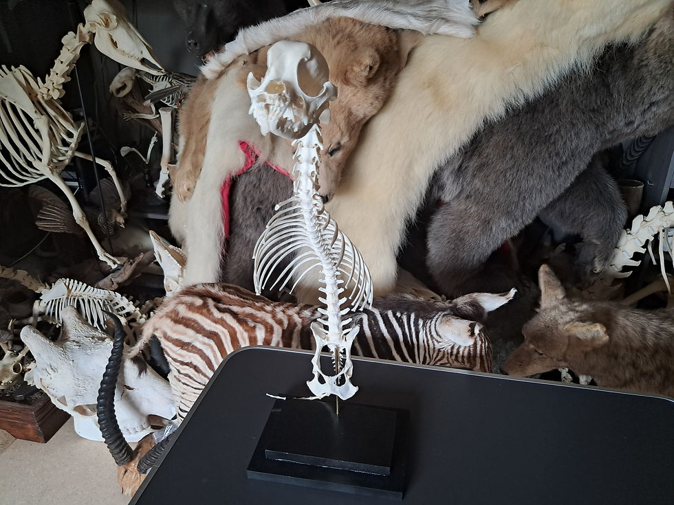 Thumbnail: Buste de chien Brachycéphale sur socle