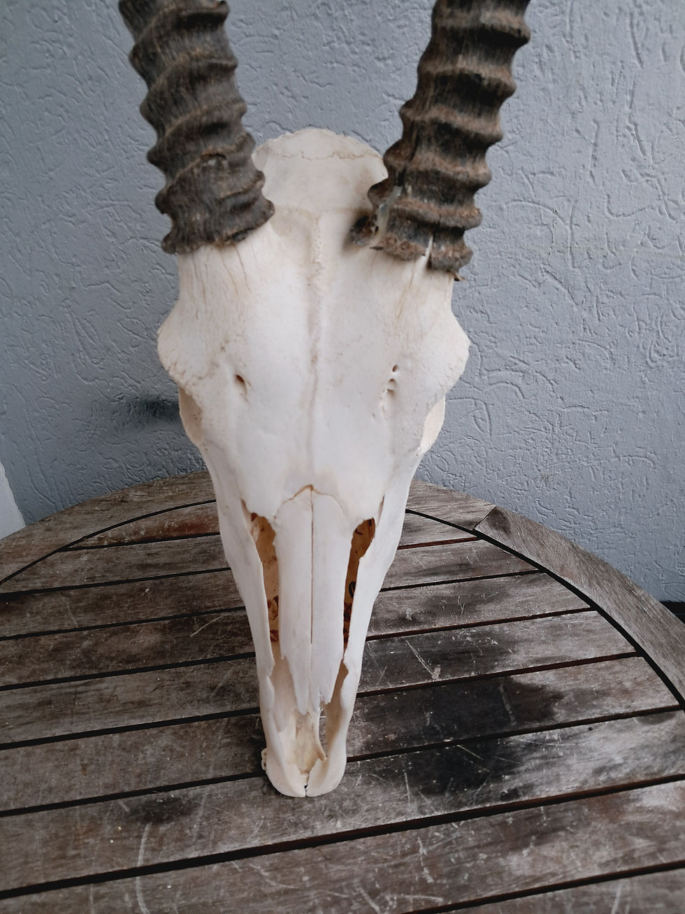 縮圖：Crâne d' Oryx avec mâchoire ; Oryx gazella