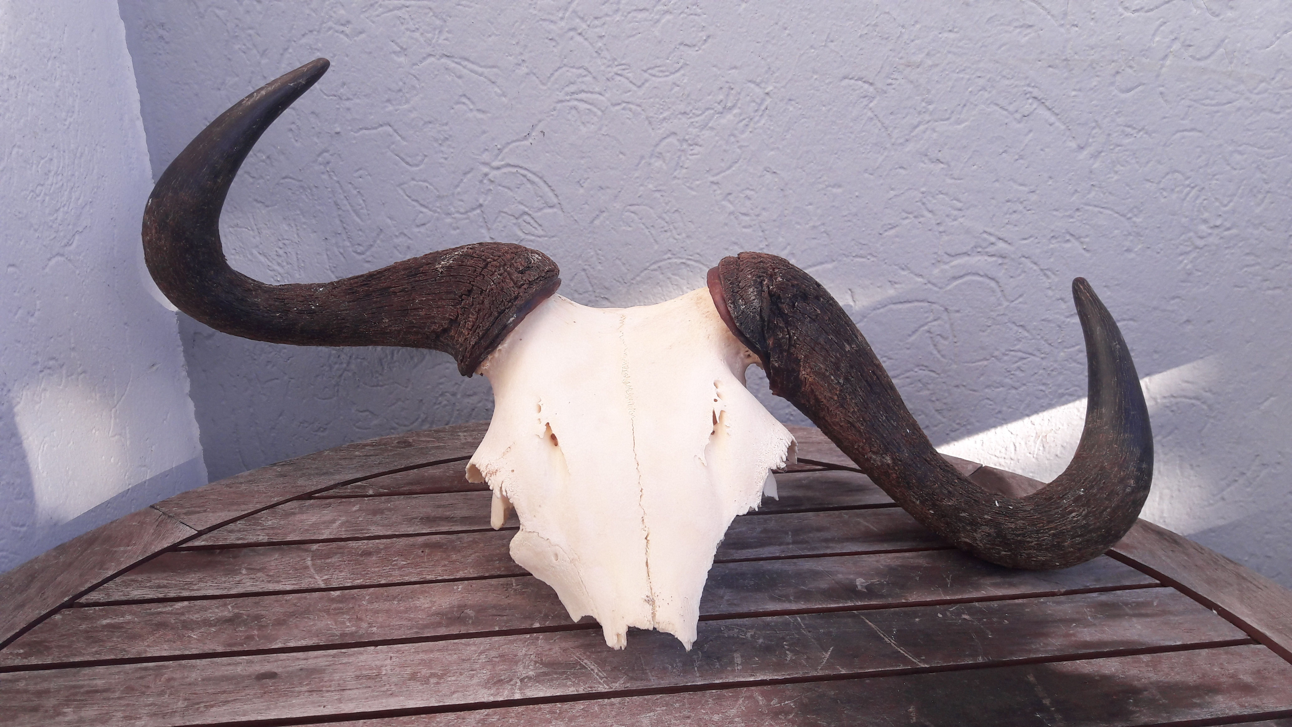 Massacre de Gnou bleu tête bizarde ; Connochaetes taurinus