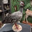 Miniature : Taxidermie de Kamichi à collier ou Chauna (Chauna torquata)