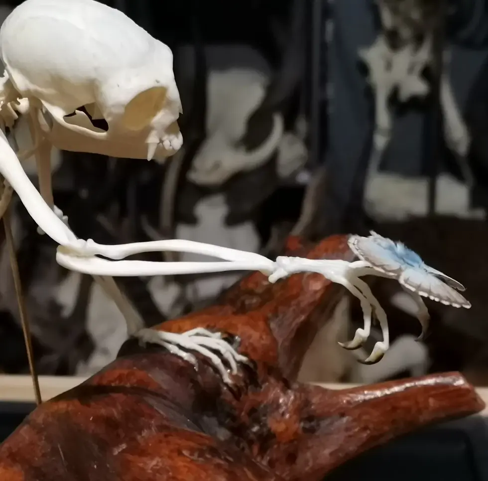 サムネイル： Squelette complet de ouistiti commun sous vitrine ; Callithrix jacchus