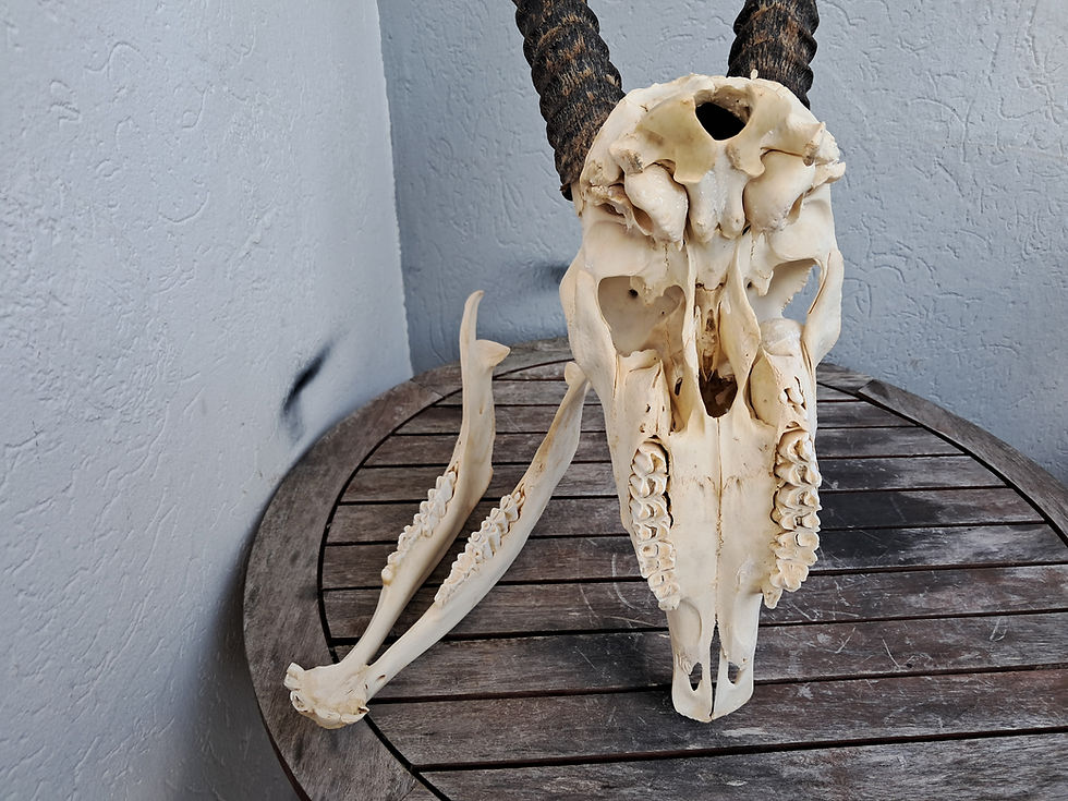 Miniatura: Crâne d' Oryx avec mâchoire ; Oryx gazella