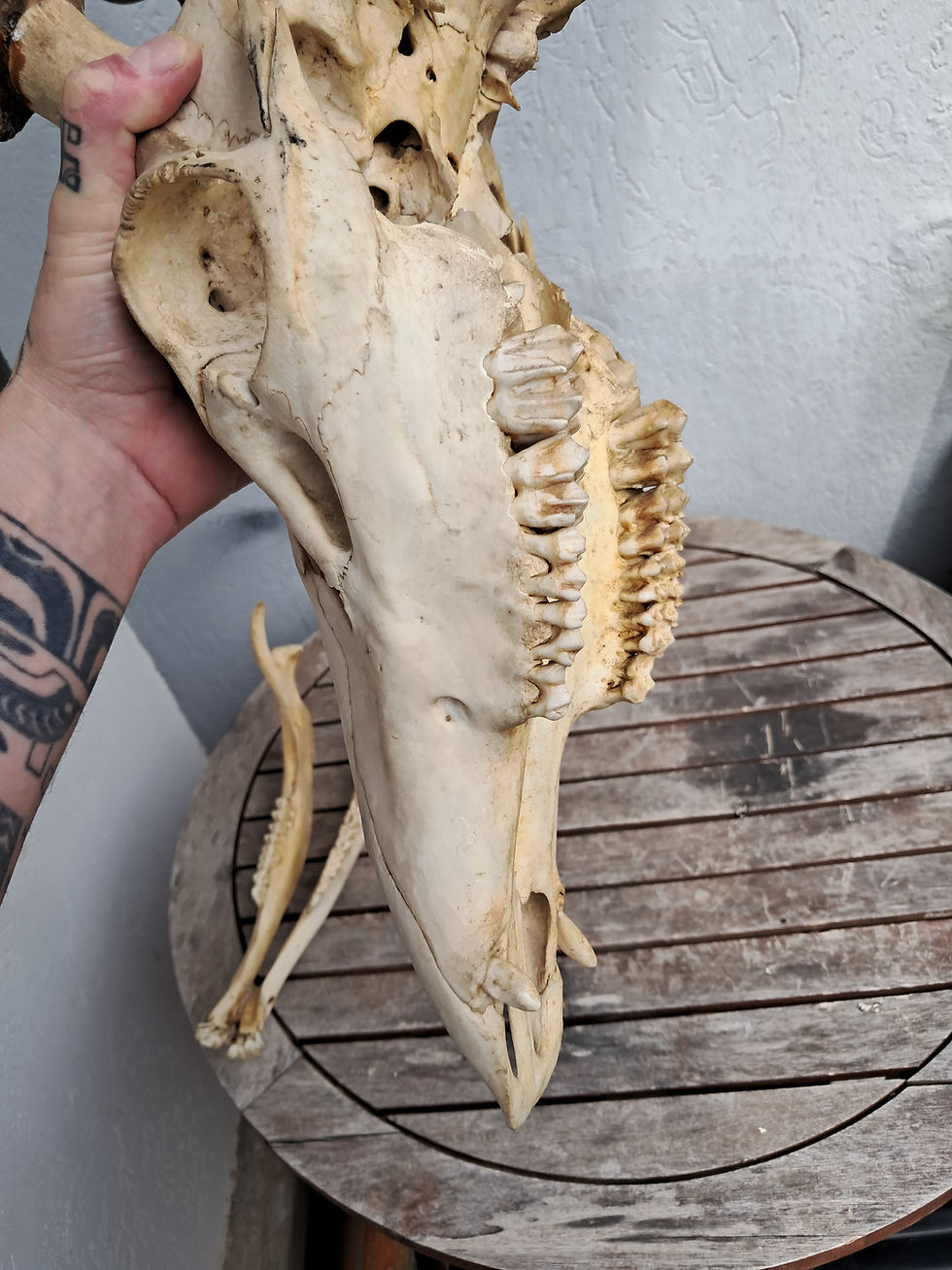 Miniaturbild: Crâne de cerf avec mâchoire tête bizarde