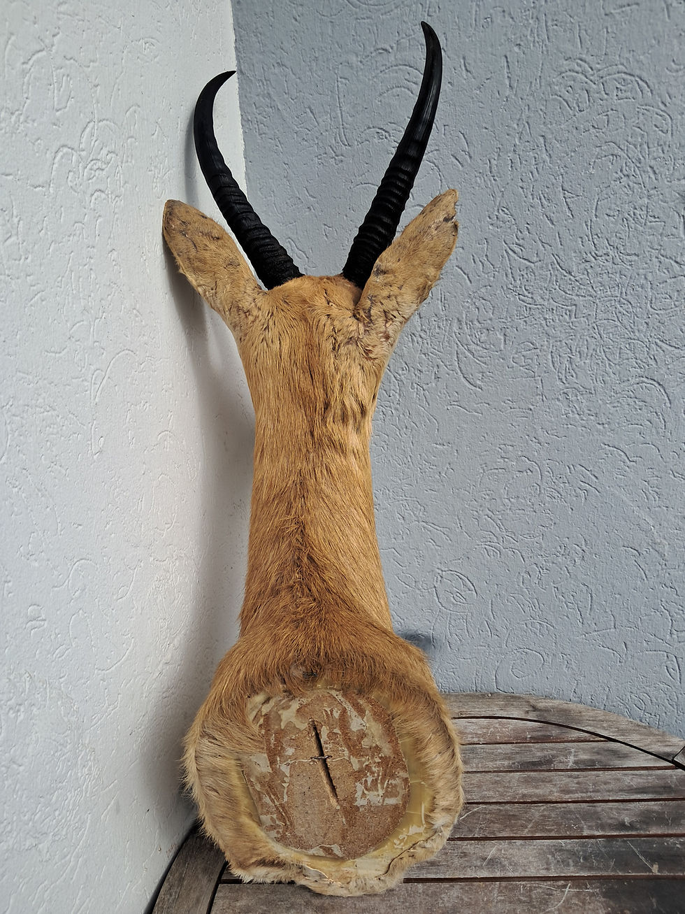 Miniatura: Taxidermie de grand Cobe des roseaux ; Redunca arundinum