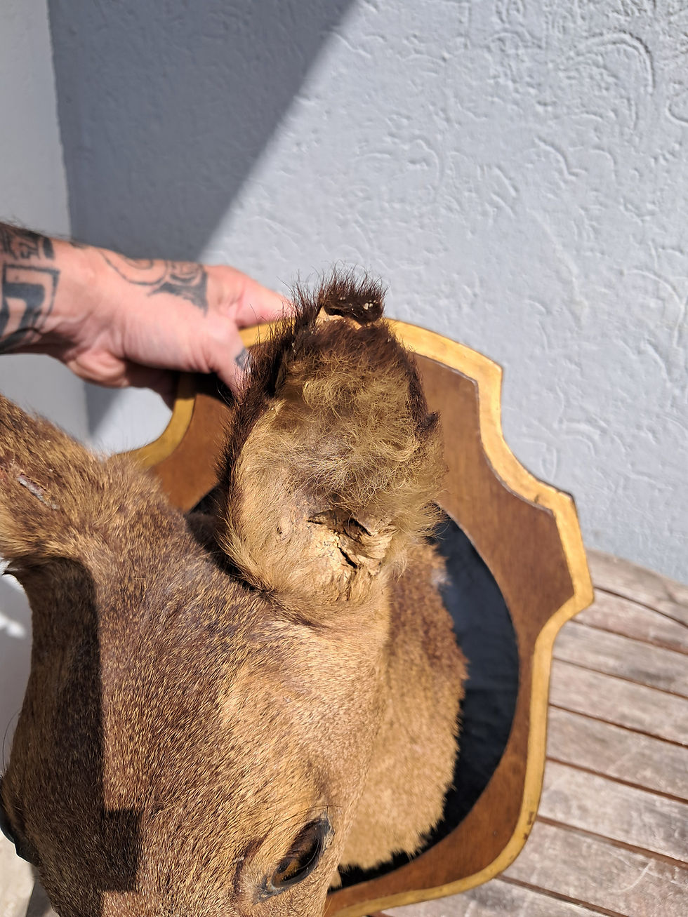 Miniaturbild: Taxidermie de chevreuil ; Capreolus capreolus
