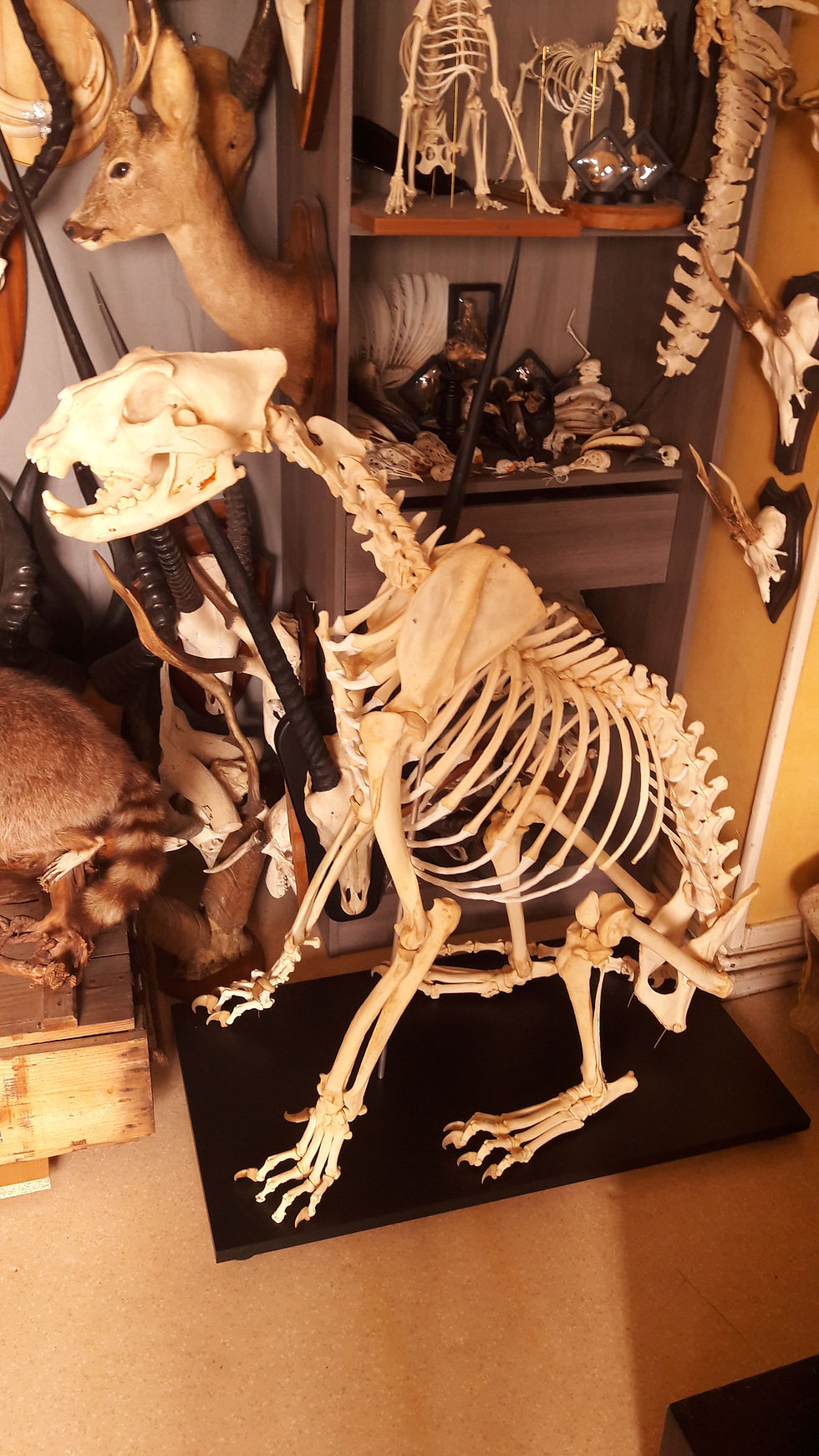 Miniatura: Squelette complet de lionne ; Panthera leo