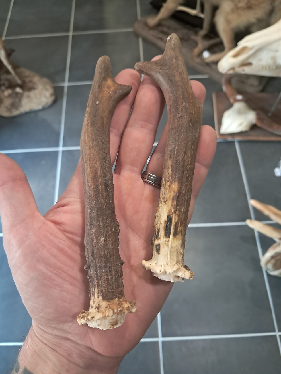 サムネイル： Paire de bois de chevreuil ; Capreolus capreolus ; au choix (#18-#23)