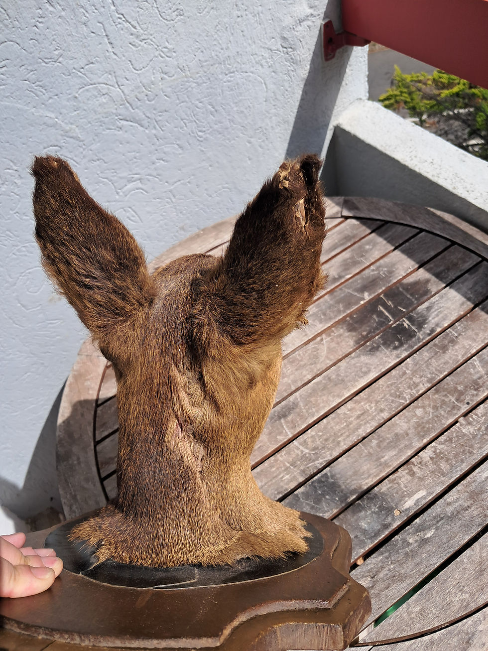 Thumbnail: Taxidermie de chevreuil ; Capreolus capreolus