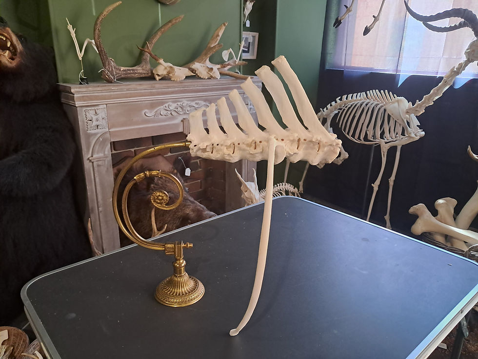 Miniaturbild: Section de vertèbres thoraciques d'Oryx sur socle ; Oryx gazella